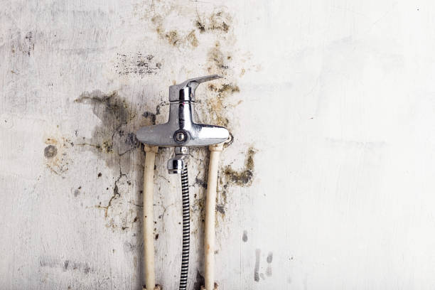  Iowa Park, TX Mold Removal Pros