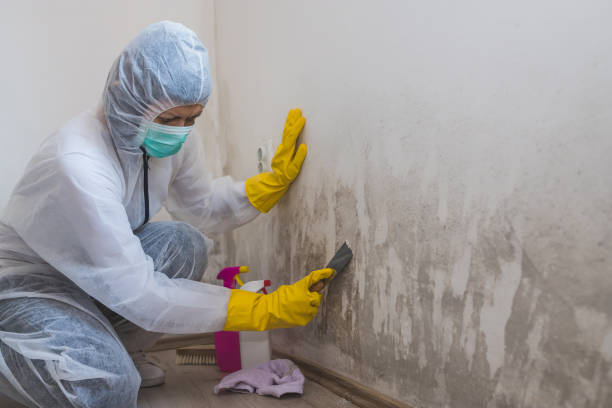 Best Attic Mold Remediation in Iowa Park, TX