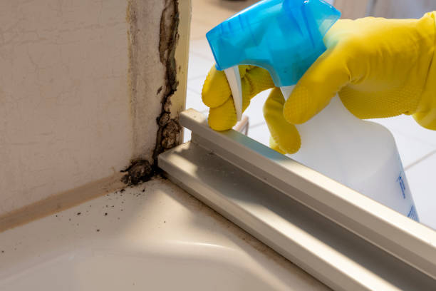 Best Commercial Mold Remediation in Iowa Park, TX