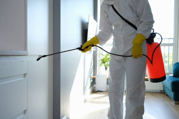 Best Bathroom Mold Remediation in Iowa Park, TX