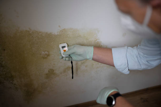 Best Bathroom Mold Remediation in Iowa Park, TX