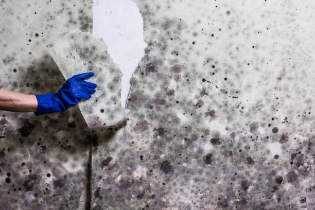 Best HVAC Mold Remediation in Iowa Park, TX