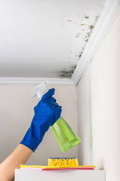 Best Kitchen Mold Remediation in Iowa Park, TX